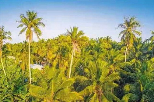 Hainan to expand coconut industry development during 14th Five-Year Plan period
