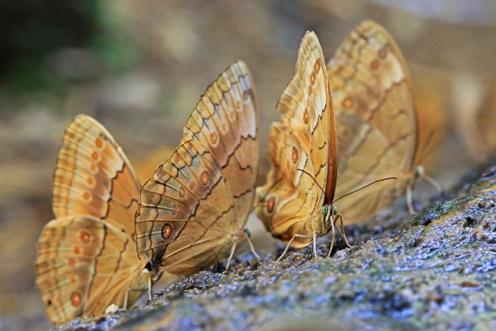 Yunnan's Honghe sees explosive butterfly surge