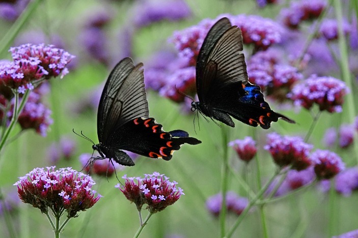 Sweet-scented vervain flowers attract butterflies in Guizhou