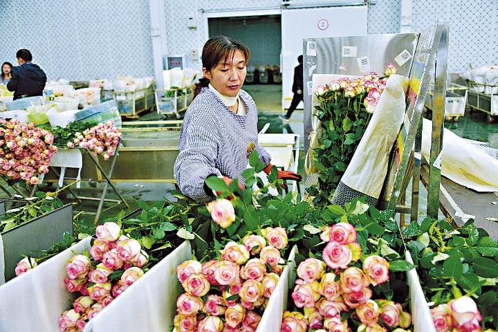 Yunnan makes China rose industry bloom