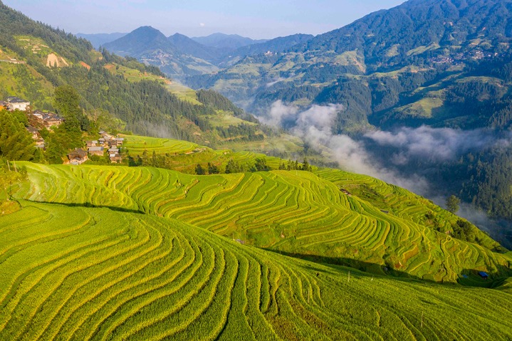 Picturesque terraces in Guizhou dressed in gold in early autumn