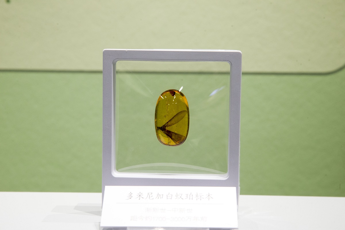 Western and Eastern amber gemstones on exhibit in Shanxi