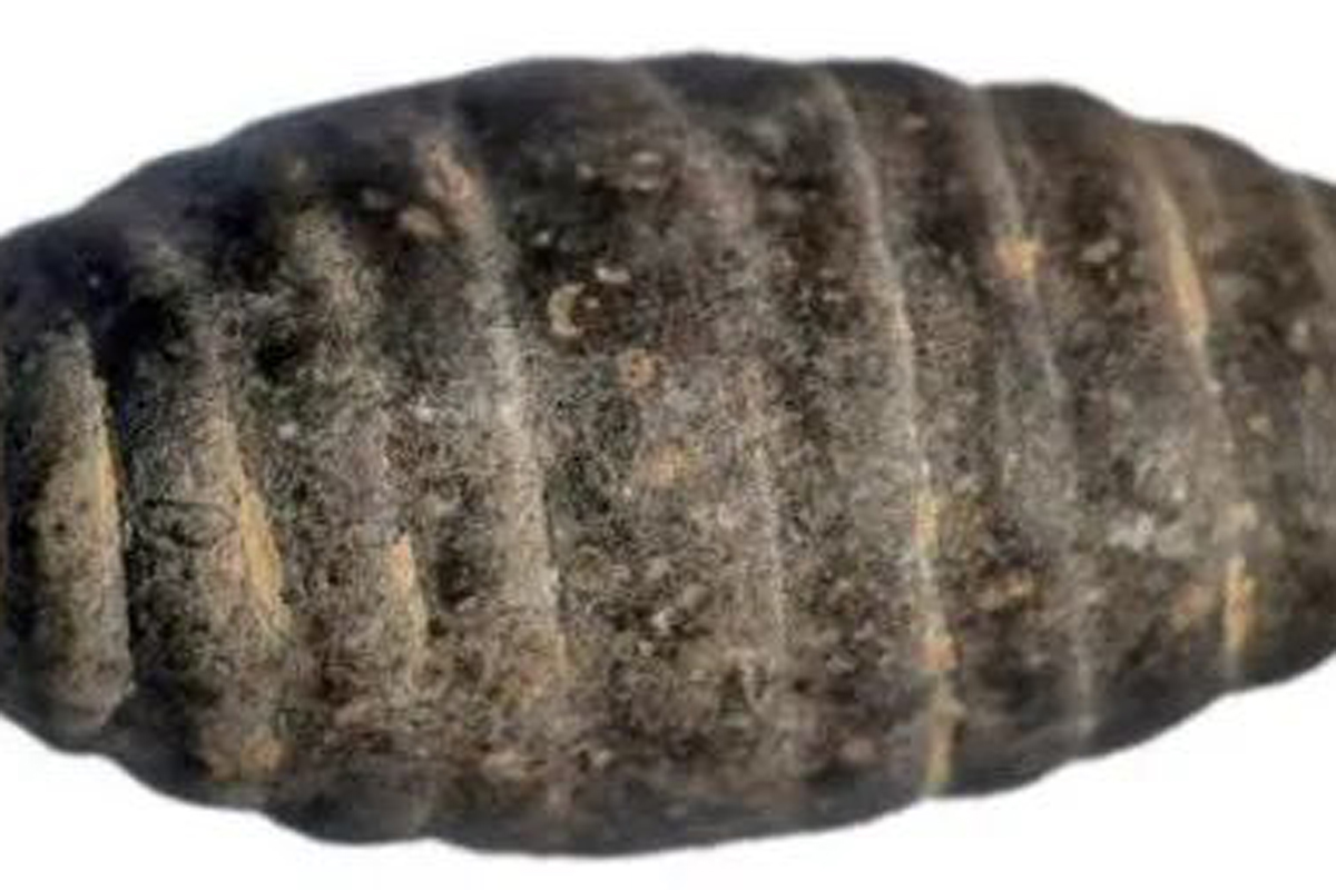 5,200-year-old stone carving chrysalis found