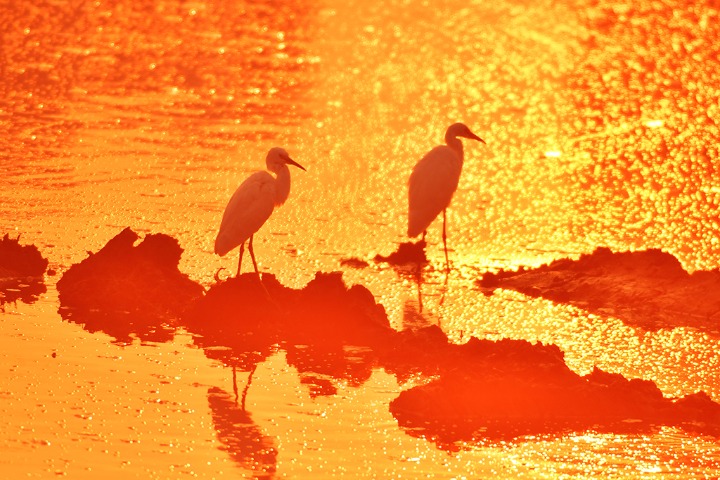 Restored wetland draws flocks of egrets for food and rest