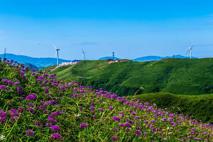 Purple garlic chives flowers complement power-generating windmills