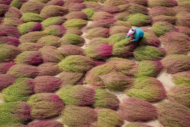 In Shanxi, farmers harvest red fireweed