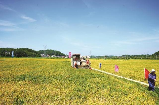 Innovative approaches help to grow rice yields