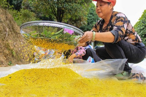 Guilin's osmanthus industry yields 3b yuan annually
