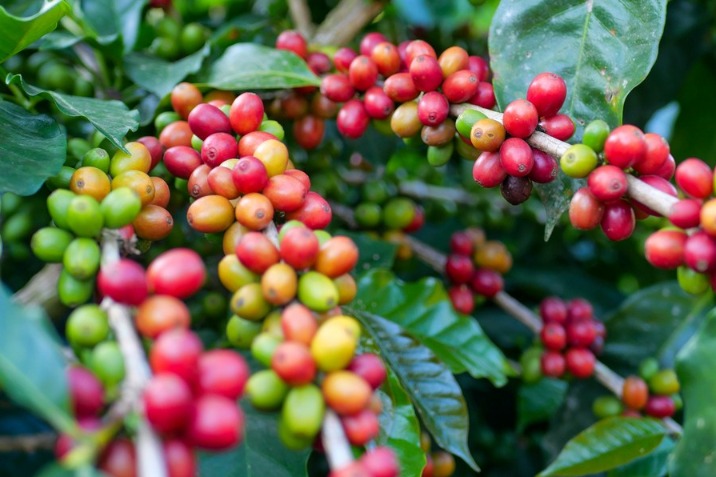 China's coffee industry booms amid opening up
