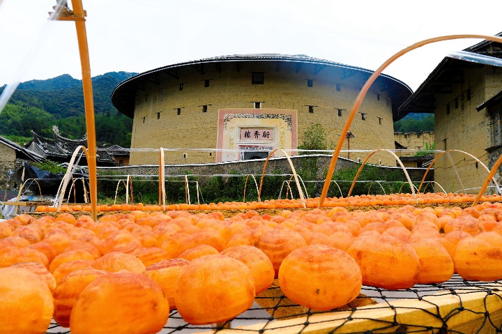 In Fujian, persimmon harvest underway