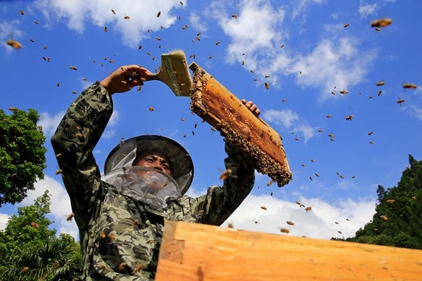 Wasps and grasshoppers make their mark in boosting villagers' incomes
