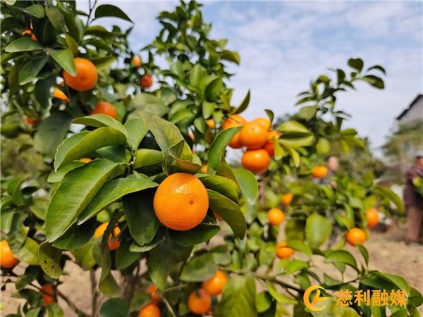 Sugar oranges help rural revitalization