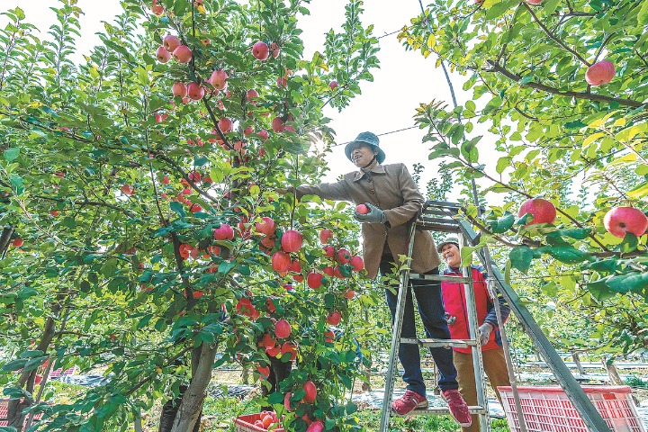 Social media puts 'vital' in rural revitalization, drives apple sales
