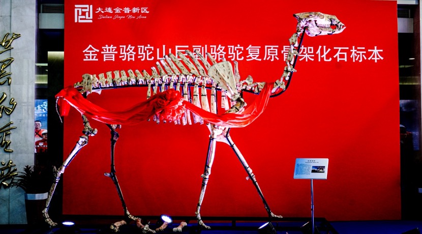 Jinpu giant camel skeleton to debut in Beijing