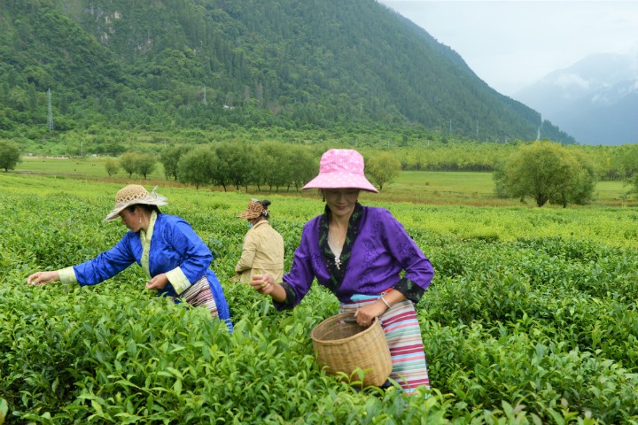 Lush Tibetan county profits from loquat fruit, tea