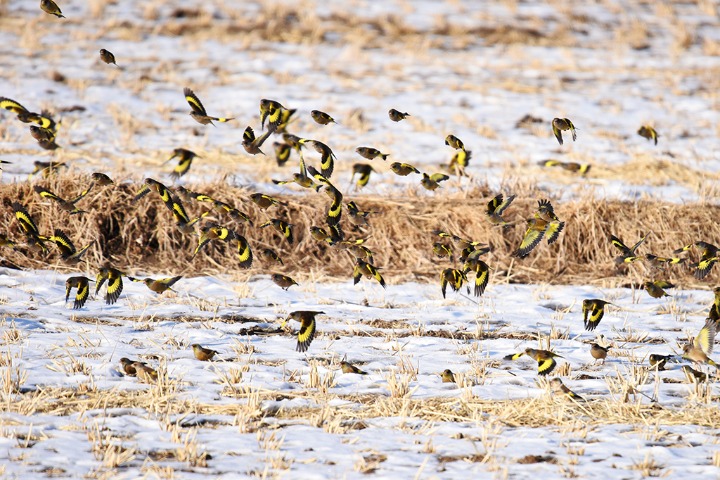 Flock of goldfinches happy to welcome the coming of spring