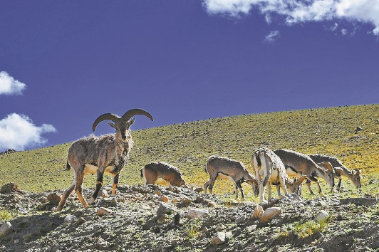 Drone offers real-time snapshot of wildlife, climate on Qinghai-Tibet Plateau