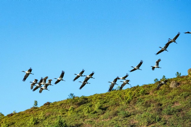 More black-necked cranes winter in Yunnan