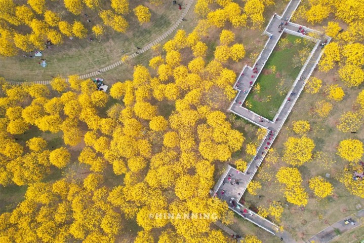 Yellow handroanthus chrysanthus flowers in full bloom in Nanning