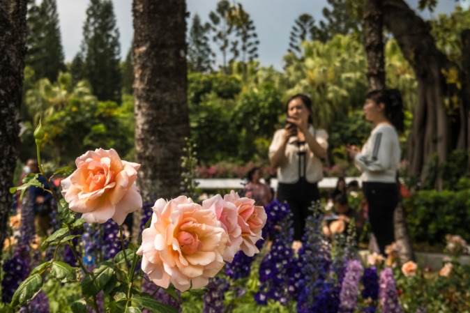 Rose exhibition celebrates beauty in Shenzhen