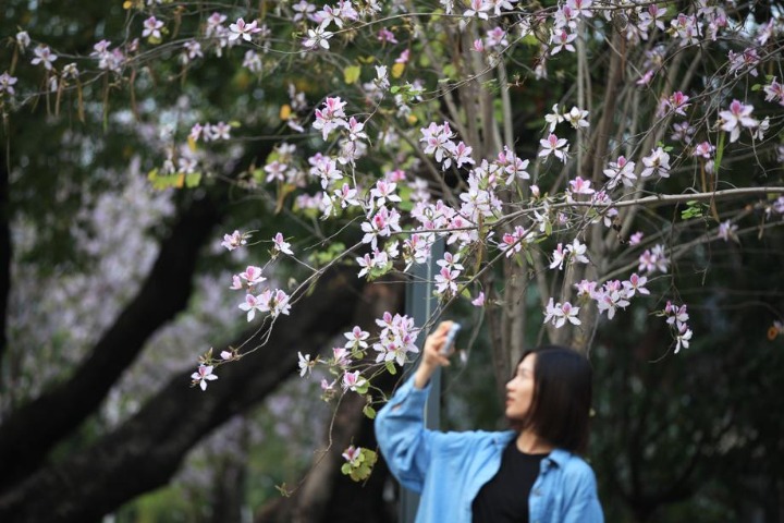 Warmth brings out the blossoms in Guangzhou
