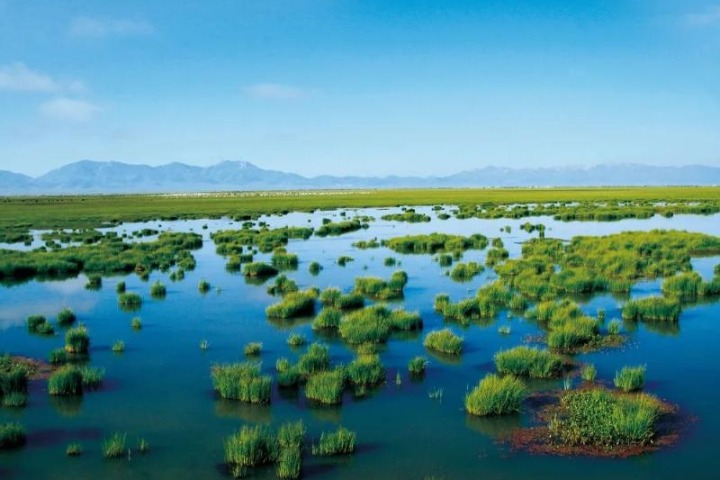 Qinghai Lake Niaodao Nature Reserve