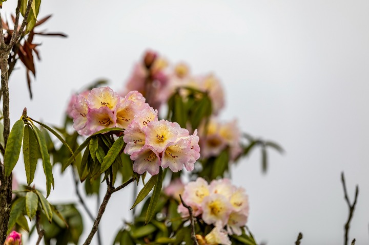 Peak azalea blossom season coming to Guizhou