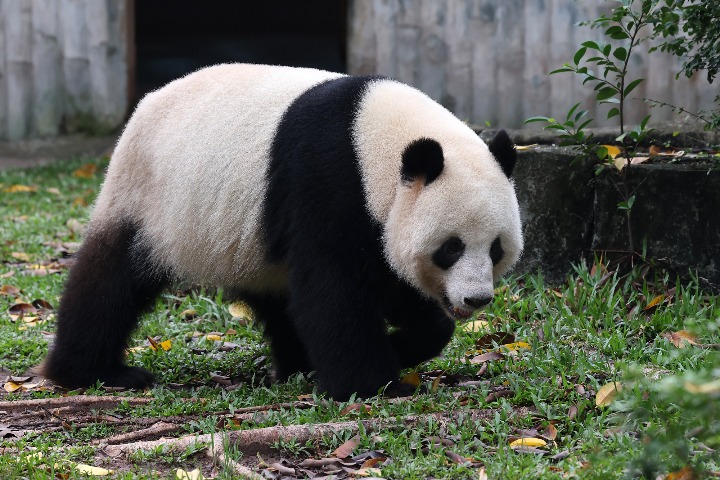 In Guangzhou, giant panda's put on a show