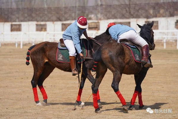 Horse industry booms in Baotou