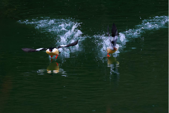 Endangered, rare Chinese mergansers sighted