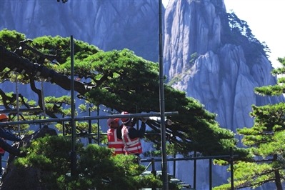 Iconic pine on China's Huangshan Mountain undergoes comprehensive examination