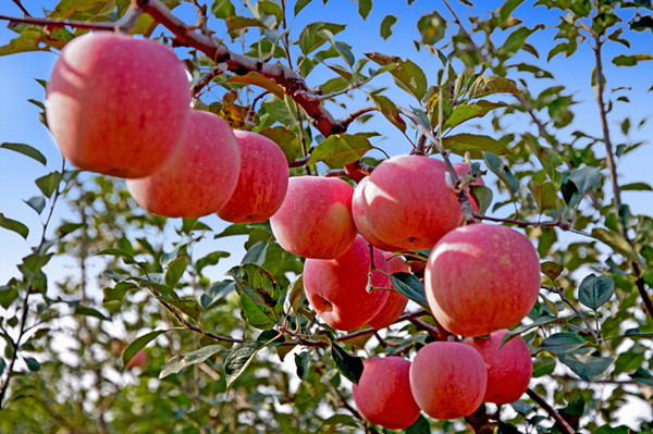 Yantai releases plan to boost apple industry