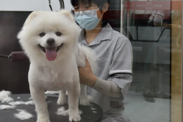 China's pet economy shows huge growth potential