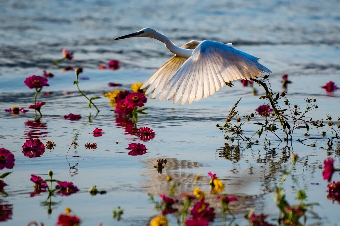 Egrets enjoy Chongqing's cleaned-up ecology