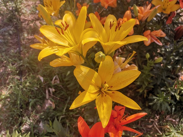 1686730588231043659.jpg 6487e00a780e0.jpg