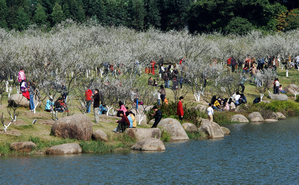 1542015302235034337.jpg 萝岗香雪.jpg