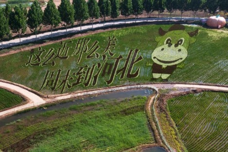 Unique rice paddy art attracts sightseers