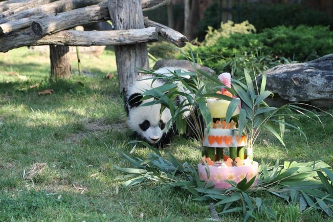 Chengdu set to receive panda from France