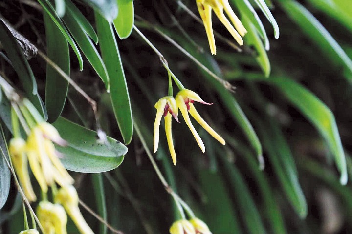 New orchid species discovered in Sichuan