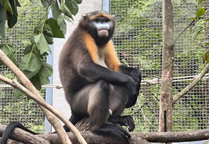 Fanjingshan National Nature Reserve treasures endangered monkeys