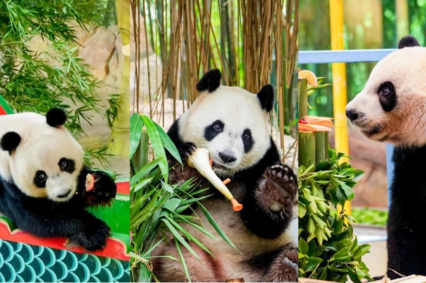 Panda triplets receive birthday gifts in Guangzhou