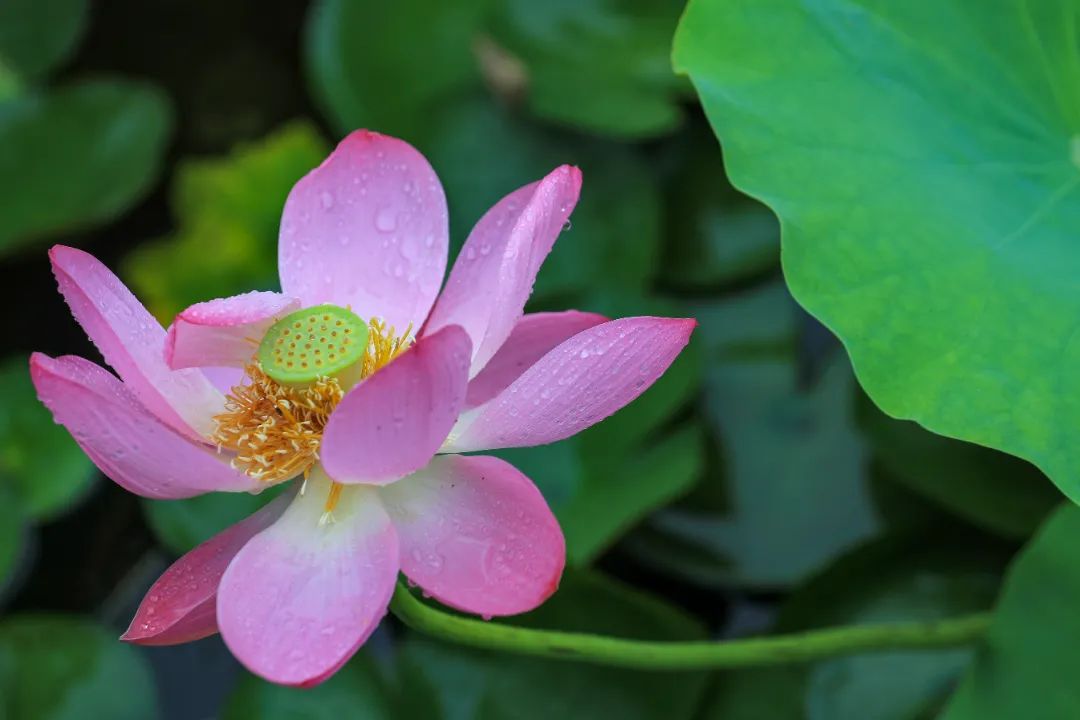 In pics: Lotus flowers bloom across Yangzhou