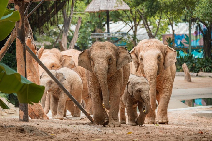 Guangzhou safari park celebrates World Elephant Day