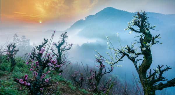 1670407528701042980.png huangshan1.png