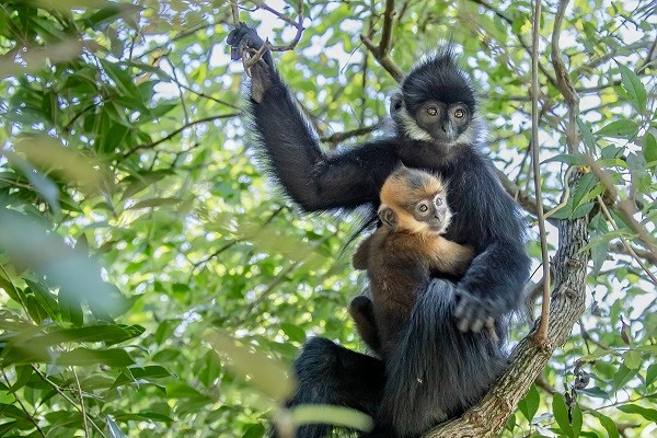 Endangered leaf monkeys thrive at Guizhou's nature reserve
