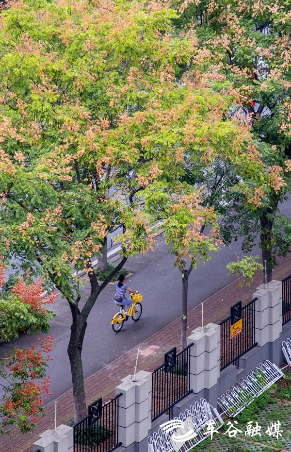 1696667425005098481.jpg 车谷1.jpg