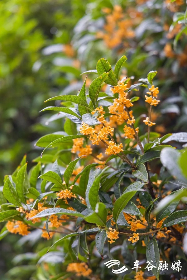 1696667478567035683.jpg 车谷4.jpg