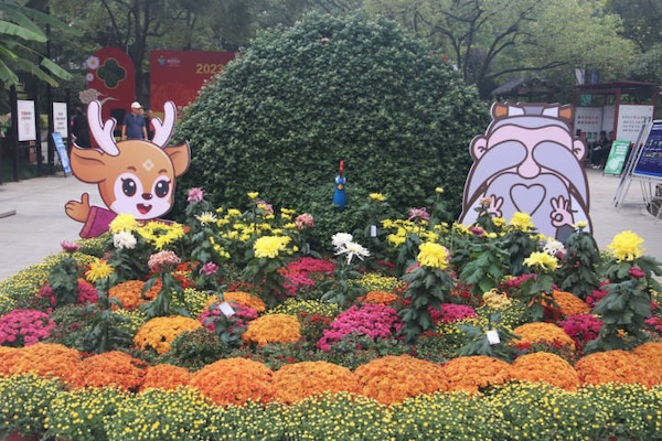 Chrysanthemum exhibition held in Quzhou