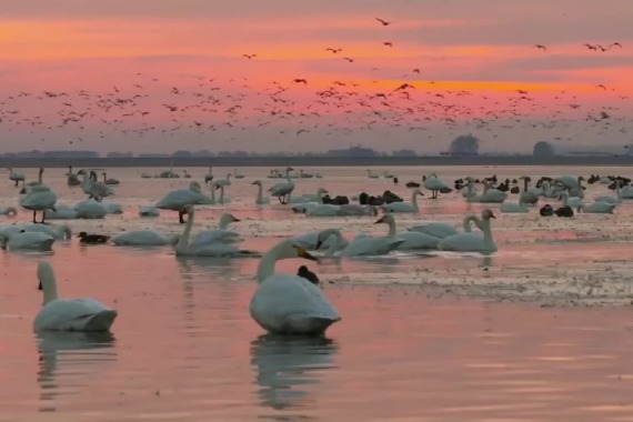 Hohhot welcomes a large number of migratory birds