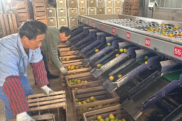 Quzhou citrus exported to the Philippines